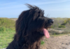 Afaird: Afghan Hound & Briard Mix Dog Breed Guide